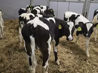 Ցուլ, Russian Black pied cattle — լուսանկար 2