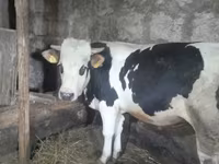 Bull, Russian Black pied cattle — photo 2