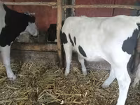 Կով, Russian Black pied cattle — լուսանկար 2