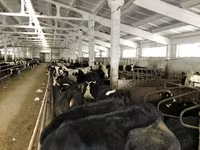 Կով, Yaroslavl cattle — լուսանկար 7