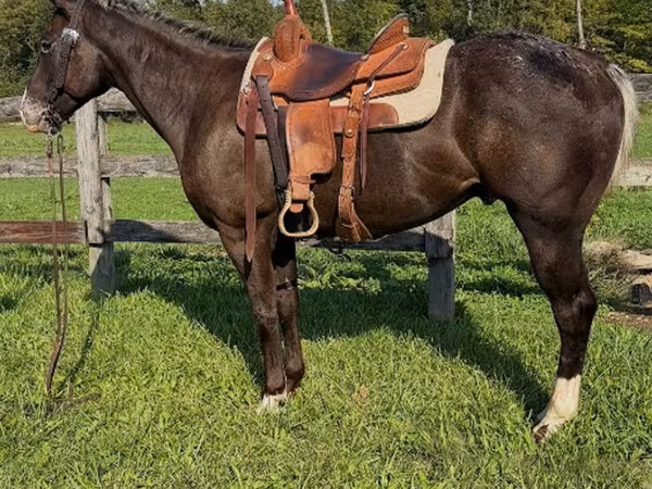 घोड़ा, Appaloosa