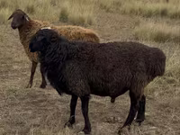 Ram, Kazakh fat-tailed coarsewool sheep — photo 2