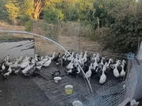 Ducks — լուսանկար 2