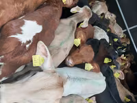أبقار (دفعة، الجنس غير محدد), Simmental cattle — الصورة 1