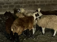 Ոչխար, Ոչխարներ — լուսանկար 2