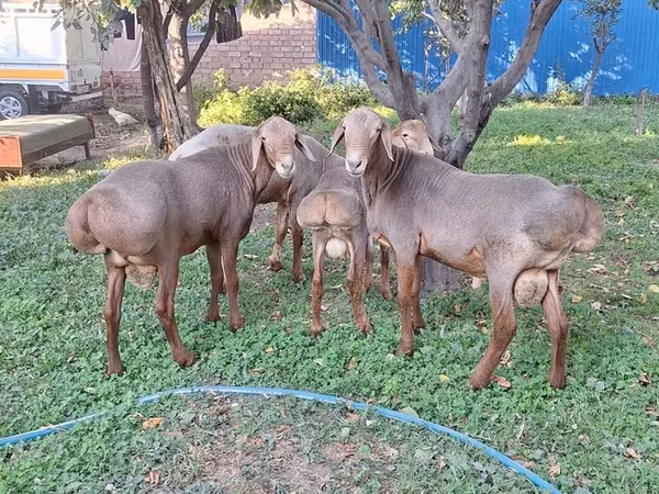 मेढ़ा, Karakul sheep