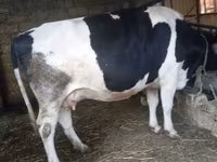 母牛, Russian Black pied cattle — 照片 2