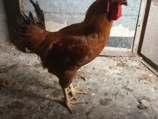 Chickens — Հայաստան