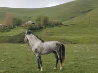 Айғыр, Azerbaijan horse — 2-сурет