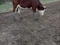 Kuh, Simmental cattle — Foto 2