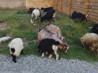 绵羊（批次，未指定性别）, Sheep — 照片 2
