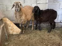 Խոյ, Small-tailed Han sheep — լուսանկար 1