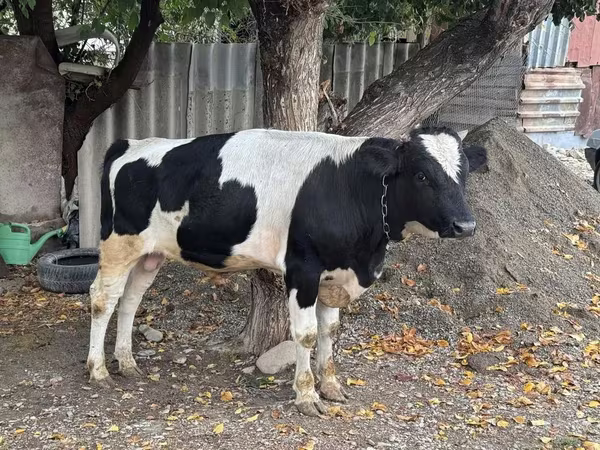 Bulle, Russian Black pied cattle