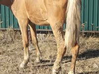 Mare, Horses — photo 3