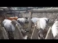 Էգ ձի, Ձիեր — լուսանկար 1