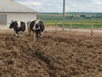 Կով, Russian Black pied cattle — լուսանկար 6