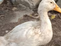 Ducks — الصورة 6