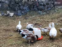 Ducks — photo 2