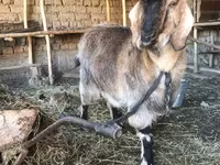 Էգ այծ, Beetal goats — լուսանկար 3