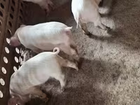 Eber, Schweine — Foto 4