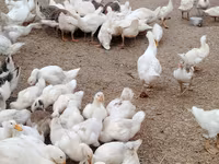 Pekin Alemão — foto 5