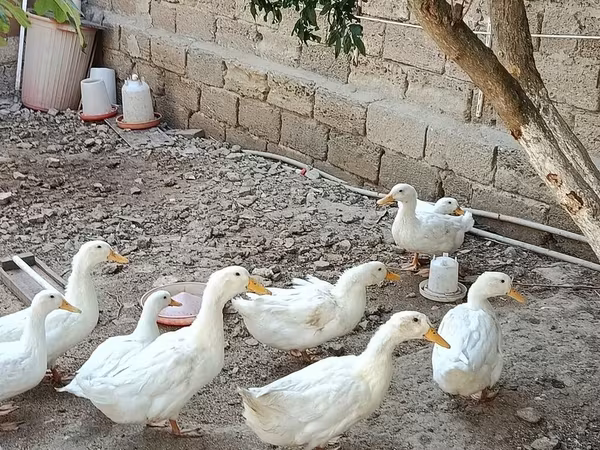 Ducks