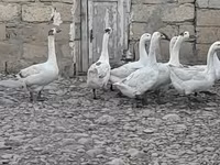 Geese — լուսանկար 2