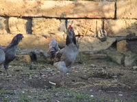 Ամերաուկանա — լուսանկար 1