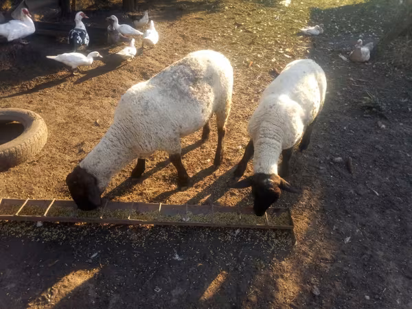 كبش, White Suffolk sheep