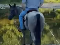 Айғыр, Quarter Horse — 6-сурет