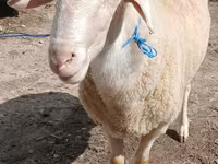 Խոյ, Assaf sheep — լուսանկար 3