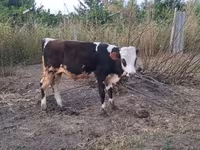 Bull, Cattle — photo 7