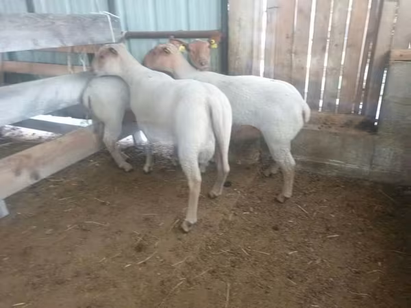 Ոչխար, Baerchuke sheep