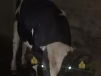 Bull, Russian Black pied cattle — photo 3