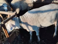 كبش, Lacaune sheep — الصورة 4