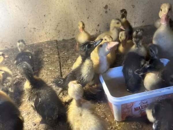 Ducks