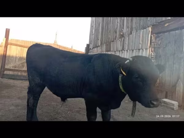 सांड, Swiss cattle