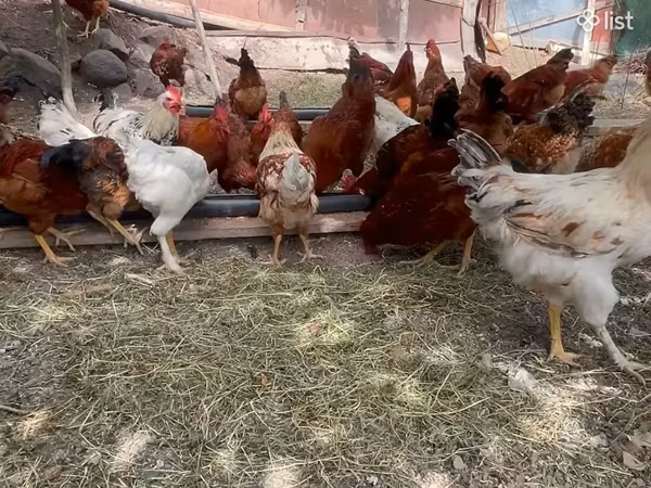 Chickens — Armenien