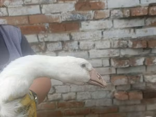 Linda