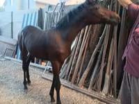Айғыр, French Trotter — 6-сурет