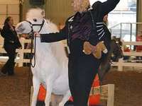 Ձի, Miniature horse — լուսանկար 6