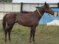 Horse (M), Arabian horse — photo 8