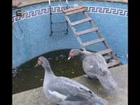लैवेंडर — फ़ोटो 3