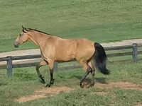 Stute, Missouri foxtrotter — Foto 2