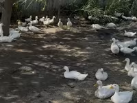 Ducks — Foto 3
