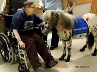 Ձի, Miniature horse — լուսանկար 2