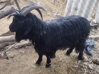 Goat, Dagestan coarsewool goat — photo 2