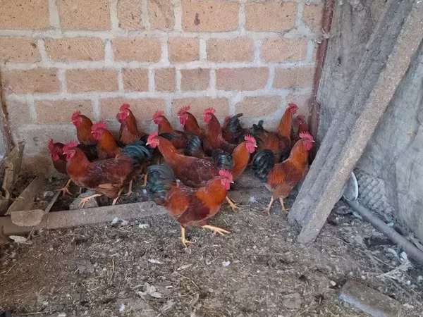 Chickens