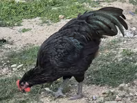 أستراليان بيت غيم فاول — الصورة 3
