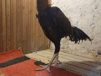 Chickens — լուսանկար 4
